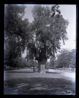 Washington elm. Cambridge. [MA] [graphic].