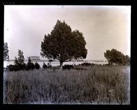 Cedar tree on S. shore of Wreck Pond. Pond & Allaire H. in backgr[oun]d. [Spring Lake, NJ] [graphic].