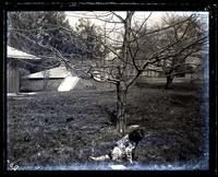 Olney, "Don" at foot of tree near Uncle Sam[ue]l's house [graphic].