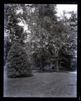 Wistaria over pear tree in full bloom. Bess under tree. [Deshler-Morris House, 5442 Germantown Avenue] [graphic].