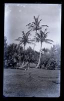 Date palms at Woodlands, [Bermuda] [graphic].