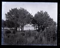 Arch of cedar trees on S. shore of Wreck Pond, showing pond & Monmouth House, [Spring Lake, NJ] [graphic].