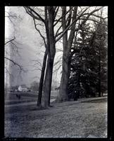 Big trees on Uncle Samuel's lawn at Olney [graphic].