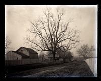 Big walnut tree near Uncle Sam[ue]l's barn, [Olney, PA] [graphic].