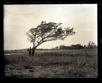 Old cedar tree near Samuel's house. J.B. Samuel under tree. [Sea Girt, NJ] [graphic].