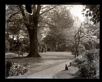 View in our garden, looking up from end of stone path. [Deshler-Morris House, 5442 Germantown Ave] [graphic].