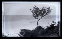 Beach from cliffs at Albert Bay near Sand Hills, Bess on horseback near water. [Bermuda] [graphic].