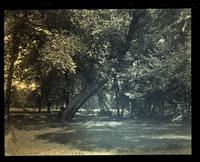 Great elm tree in meadow, Allaire, [NJ]. A[nna] P. S[harpless] on truck [Graphic].