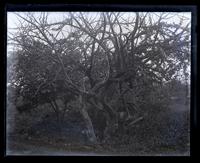 Calabash tree near Church Caves. [Two] colored boys under it. [Bermuda] [graphic].