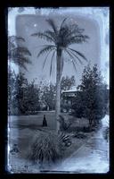 Grie-Grie Palm at Governor Newdigate's. Mother at foot of tree. [Bermuda] [graphic].