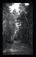 [Path through the forest], Pocono Lake, [PA] [graphic].