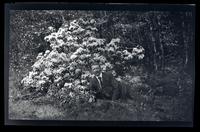 [Marriott C. Morris reclining among foliage], Pocono Lake, [PA] [graphic].