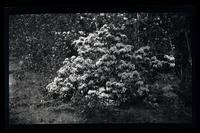 [Foliage], Pocono Lake, [PA] [graphic].