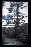 [Woman beneath pine tree], Haddonfield, [NJ] [graphic].