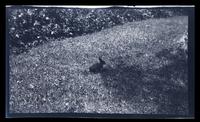 [Rabbit] [graphic].