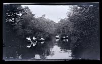 [Four canoes on the river], Rancocas Creek, NJ [graphic].