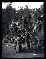 [Unidentified woman by palm tree, possibly Bermuda] [graphic].
