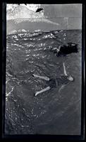 [Two people swimming], Sea Girt, NJ [graphic].