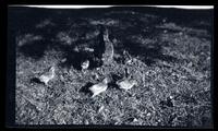 [Hen with chickens, Sea Girt, NJ] [graphic].
