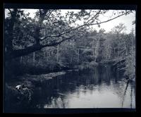 [View of the river], canoeing, Egg Harbor River, NJ [graphic].