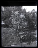 Locust tree in bloom in back of our house, [Deshler-Morris House, 5442 Germantown Avenue] [graphic].