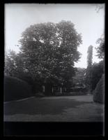 [Big horse chestnut tree in bloom, 5442 Germantown Avenue, Deshler-Morris House] [graphic].