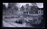 Our Chrysanthemum beds & garden, [probably Jane Rhoads Morris at 131 W. Walnut Lane] [graphic].