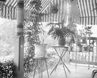 [Potted plants on a shaded porch] [graphic].