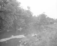 [Trees along Wissahickon Creek, Fairmount Park] [graphic].