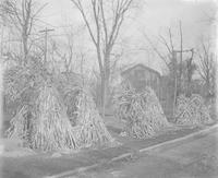[Corn husks in piles on the side of a road] [graphic].