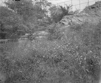 [Wildflowers] [graphic].