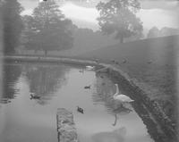 [Duck pond with swans, Fairmount Park] [graphic].