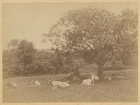 [Cows resting in the shade] [graphic] / R.S. Redfield.