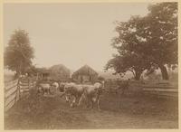 [Cows going to pasture] [graphic] / R.S. Redfield.