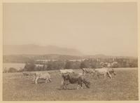 [Cows grazing in a field] [graphic] / R.S. Redfield.