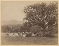 [Cows resting under a tree] [graphic] / R.S. Redfield.