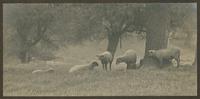 [Sheep by a tree, fenced pasture] [graphic].