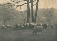 [Sheep grazing near trees] [graphic] / Mary Vaux.