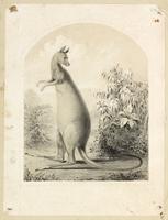 [Proof of sheet music cover depicting a kangaroo] [graphic].