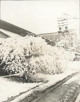 [University of Pennsylvania Botanical Gardens, snow-covered bushes, Philadelphia] [graphic].