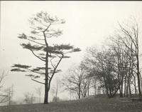 Pine tree - Bartram gardens Phila. [graphic].