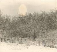 [Trees covered in ice and snow west of 69th Street, Philadelphia] [graphic].