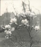 Magnolias from our little tree in Rittenhouse Sq. [graphic].