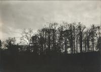 [Landscape with trees at dusk] [graphic].