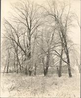 [Trees covered in ice and snow near the Frankford Elevated at 69th and Market Streets, Philadelphia]. [graphic].