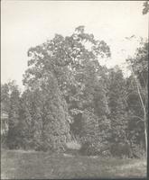 [Cedar and oak trees on a private estate along the upper Delaware River] [graphic].
