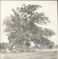 A noble old oak. [graphic].