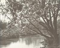 Pennypack Creek. Above the dam west of Pennypack Park. [graphic].