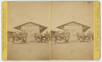 International Live Stock Exhibition, Philad'a, 1876.