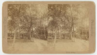 Rustic bridge. Fairmount Park. Philadelphia.